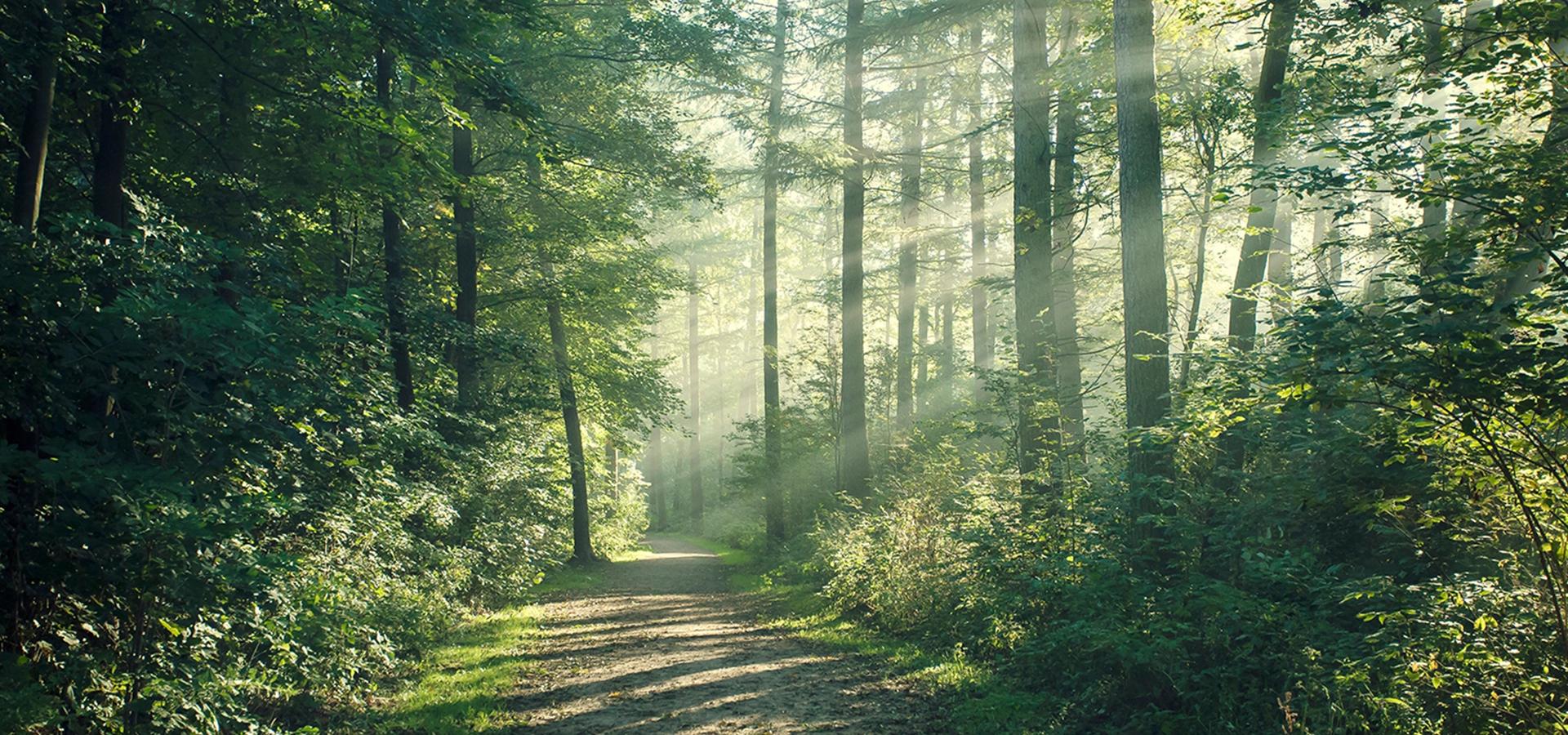 Godrej Woodland Banner04