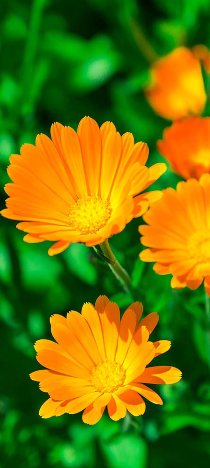 Godrej Woodland Mobile5